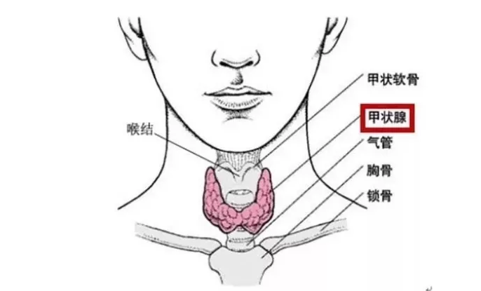 甲状腺位于喉结下方约2-3cm处,注意观察脖子两侧是否对称,有没有肿大